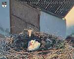 Capi_Dubne_20250513_060503.jpg