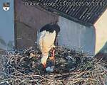 Capi_Dubne_20250513_061002.jpg