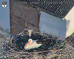 Capi_Dubne_20250513_061503.jpg