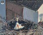 Capi_Dubne_20250513_062003.jpg