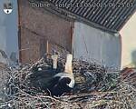 Capi_Dubne_20250513_062503.jpg