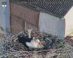 Capi_Dubne_20250513_063003.jpg