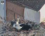 Capi_Dubne_20250513_063503.jpg