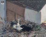 Capi_Dubne_20250513_064003.jpg