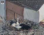 Capi_Dubne_20250513_064503.jpg