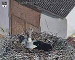 Capi_Dubne_20250513_071003.jpg