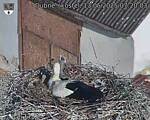 Capi_Dubne_20250513_072003.jpg