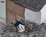 Capi_Dubne_20250513_073004.jpg