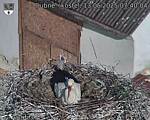 Capi_Dubne_20250513_074004.jpg