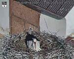 Capi_Dubne_20250513_074503.jpg