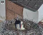 Capi_Dubne_20250513_075004.jpg