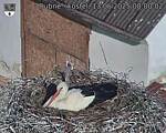 Capi_Dubne_20250513_080002.jpg