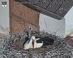 Capi_Dubne_20250513_080503.jpg