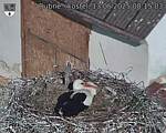 Capi_Dubne_20250513_081503.jpg