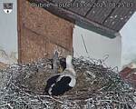 Capi_Dubne_20250513_082503.jpg