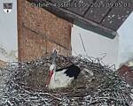 Capi_Dubne_20250513_090503.jpg