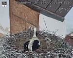 Capi_Dubne_20250513_093503.jpg