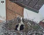 Capi_Dubne_20250513_094003.jpg