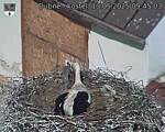 Capi_Dubne_20250513_094503.jpg