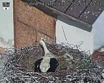 Capi_Dubne_20250513_100502.jpg