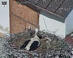 Capi_Dubne_20250513_104503.jpg