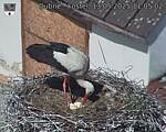 Capi_Dubne_20250513_110502.jpg