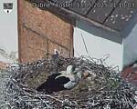 Capi_Dubne_20250513_111003.jpg