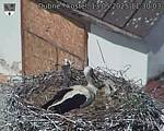 Capi_Dubne_20250513_113003.jpg