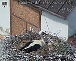 Capi_Dubne_20250513_114503.jpg
