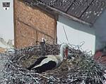Capi_Dubne_20250513_115003.jpg