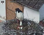 Capi_Dubne_20250513_115503.jpg