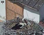 Capi_Dubne_20250513_120003.jpg