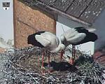 Capi_Dubne_20250513_120503.jpg