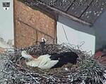 Capi_Dubne_20250513_121004.jpg