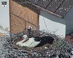 Capi_Dubne_20250513_121503.jpg