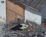 Capi_Dubne_20250513_122502.jpg