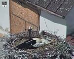 Capi_Dubne_20250513_124003.jpg