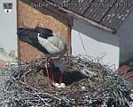 Capi_Dubne_20250513_124503.jpg