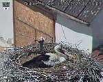 Capi_Dubne_20250513_125003.jpg