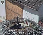 Capi_Dubne_20250513_125502.jpg