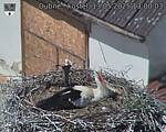 Capi_Dubne_20250513_130003.jpg