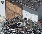 Capi_Dubne_20250513_130503.jpg