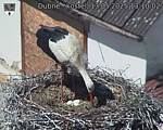 Capi_Dubne_20250513_131002.jpg