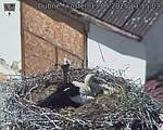 Capi_Dubne_20250513_131503.jpg