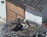 Capi_Dubne_20250513_132002.jpg