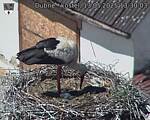 Capi_Dubne_20250513_133003.jpg