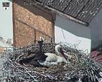 Capi_Dubne_20250513_133503.jpg