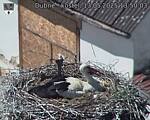 Capi_Dubne_20250513_135003.jpg