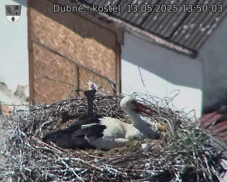 Capi_Dubne_20250513_135003.jpg (1350 x 1080)
