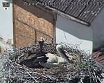 Capi_Dubne_20250513_135503.jpg